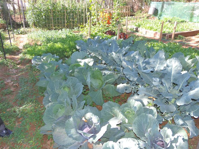 «Ανθίζουν» οι δημοτικοί  λαχανόκηποι στην Καλαμάτα με επέκταση της λειτουργίας τους λόγω ενδιαφέροντος