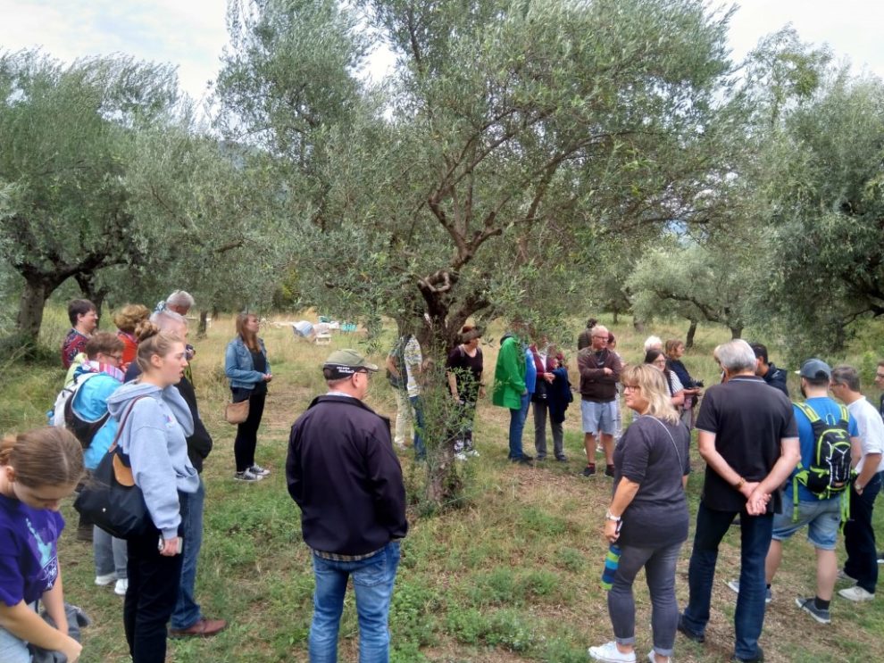 Γερμανοί γνώρισαν την ελιά και το αμπέλι