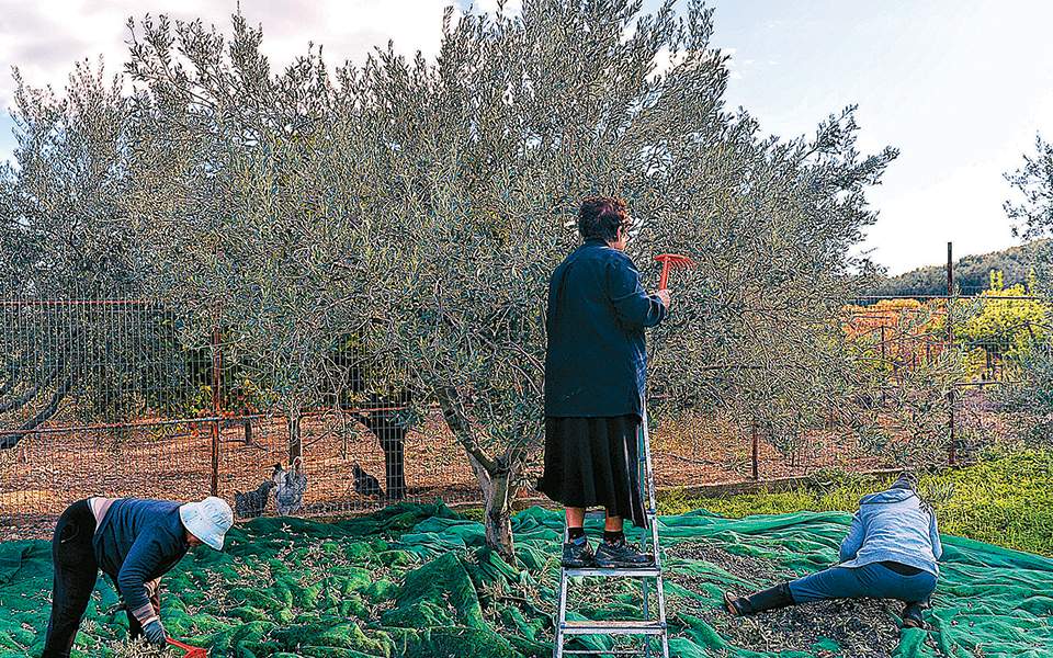 Στον «ομφαλό της Γης» θα ρέει ελαιόλαδο