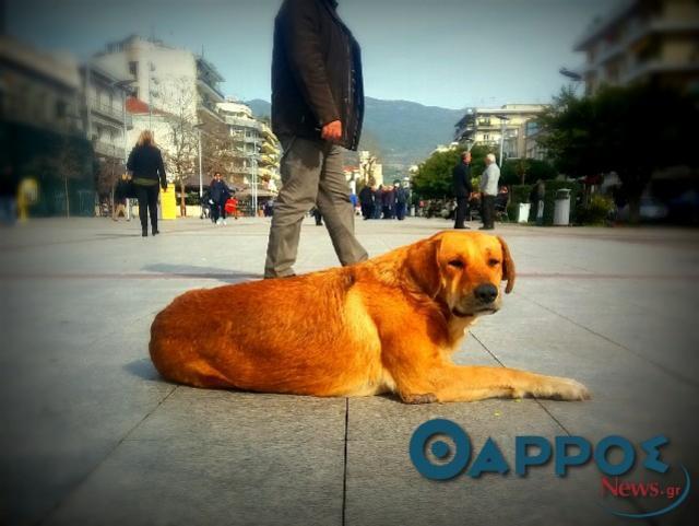 Σύσκεψη για καταφύγιο αδέσποτων ζώων συντροφιάς – Συνεργασία Δήμων Καλαμάτας & Μεσσήνης