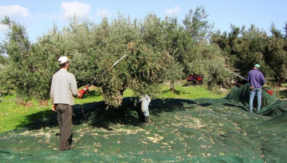 Οι ελιές άδειασαν τις υπηρεσίες