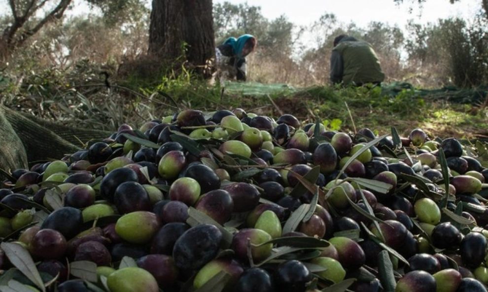 Μόνιμη διαμονή και εργασία επιζητούν οι αλλοδαποί στη Μεσσηνία