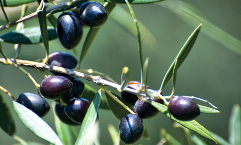 Πιέσεις για το ΠΟΠ ελιά Καλαμάτας