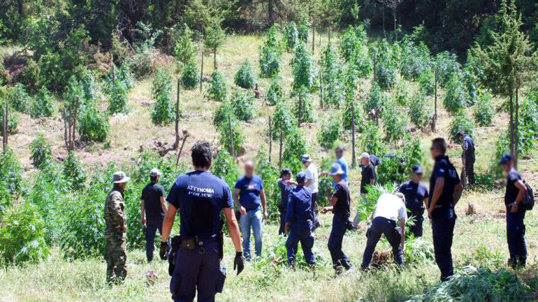 Με ισόβια κινδυνεύουν πέντε  Λάκωνες για δύο μεγάλες χασισοφυτείες