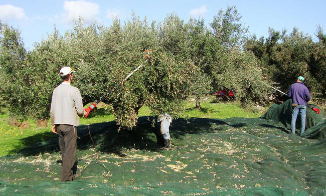 Ενημερωτική εκδήλωση με θέμα: Η νέα ελαιοκομική περίοδος 2018/19