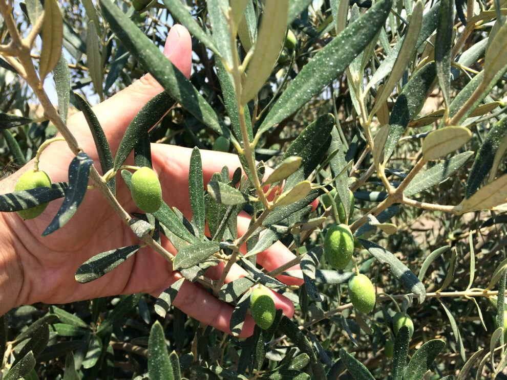 Μεσσηνία: Η φετινή ζημιά στην ελαιοπαραγωγή θα ξεπεράσει τα 50 εκατομμύρια ευρώ