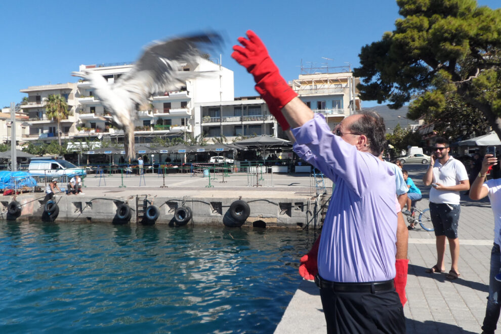 Απελευθέρωση ασημόγλαρων στην Καλαμάτα