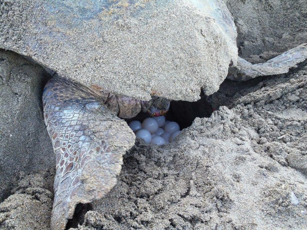 Ξεκίνησε η ωοτοκία της Caretta caretta στον Κυπαρισσιακό Κόλπο