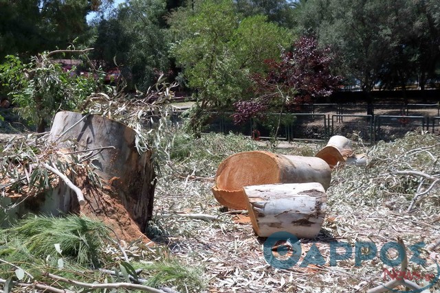 Από το «πέφτουν τα δέντρα από το βάρος» φθάσαμε στο «τα κόβουμε από τη ρίζα» (φωτογραφίες)