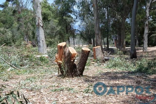 Δασαρχείο Καλαμάτας: «Η Υπηρεσία μας δεν ενημερώθηκε από τη ΔΕΗ ή από το Δήμο» για το κόψιμο των δέντρων