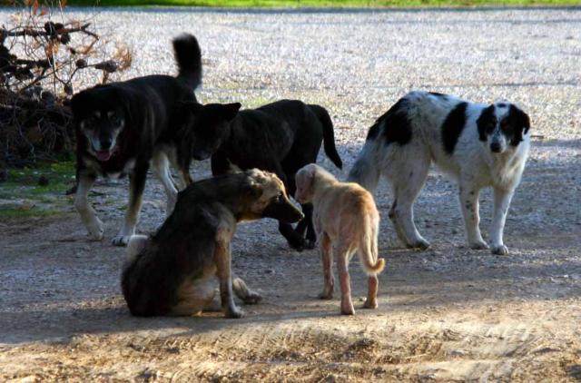 Πρόβλημα με τα αδέσποτα στο Πάρκο της Καλαμάτας