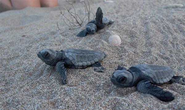 Η πρώτη φωλιά Caretta caretta στον Κυπαρισσιακό Κόλπο