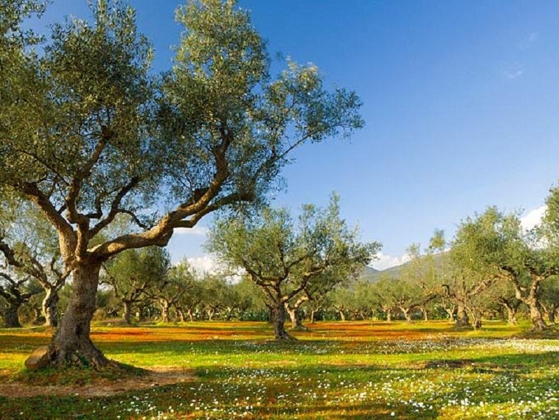 Επεκτείνεται σε όλη τη Μεσσηνία η ζώνη ΠΟΠ “Καλαμάτα” παραγωγής του ελαιολάδου