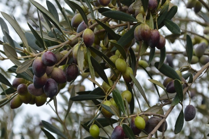 Αναρτήθηκαν με καθυστέρηση τα προσωρινά δικαιώματα