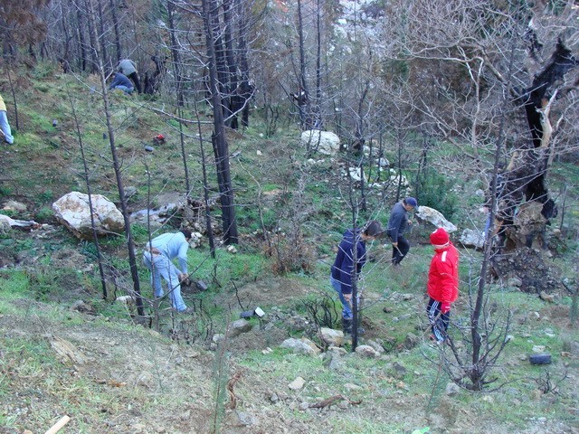 Αναδάσωση στον Ταΰγετο: Υπάρχουν δέντρα, δεν υπάρχουν χέρια…