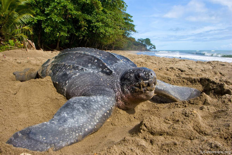 Νέα κατηγοριοποίηση της IUCN  για την Καρέττα στη Μεσόγειο