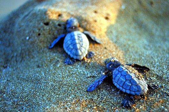 «Η χελώνα caretta – caretta στην κατηγορία μειωμένου ενδιαφέροντος»