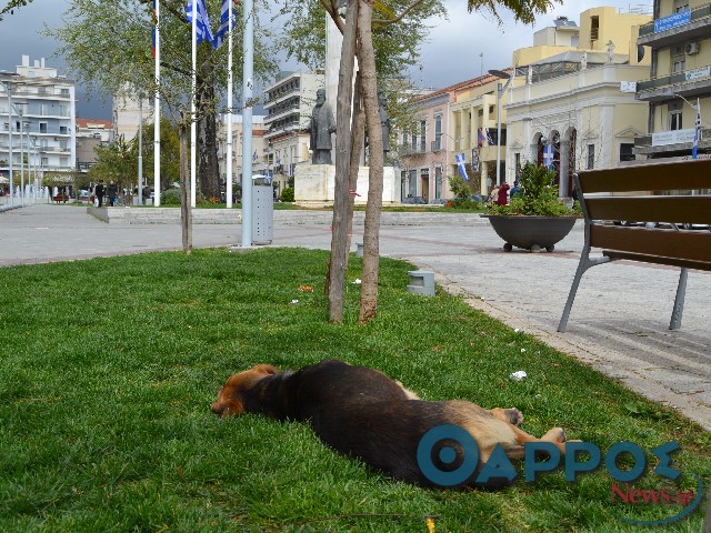 Ανακοίνωση με αιχμές του Φιλοζωικού εναντίον της Δημοτικής Αρχής