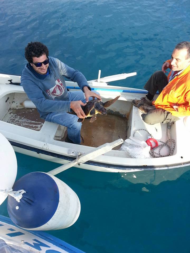 Απελευθέρωση θαλάσσιας χελώνας που είχε μπλεχτεί με πλαστικό τσουβάλι στη Σαπιέντζα! (φωτογραφίες)