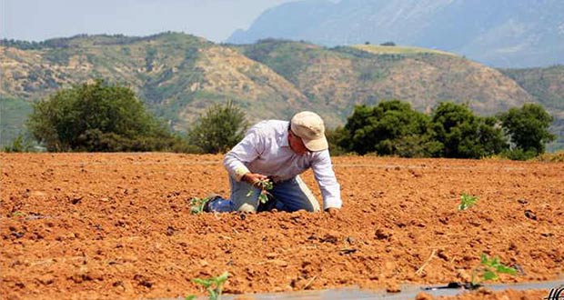 Μισθώσεις γης για στήριξη της αγροτικής οικονομίας