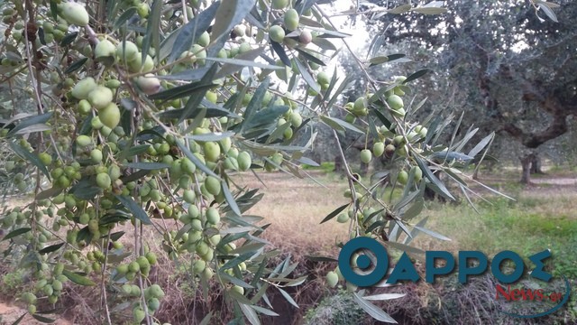 Από τα ΠΣΕΑ και υπό όρους  η αποζημίωση για μειωμένη ελαιοκαρπία