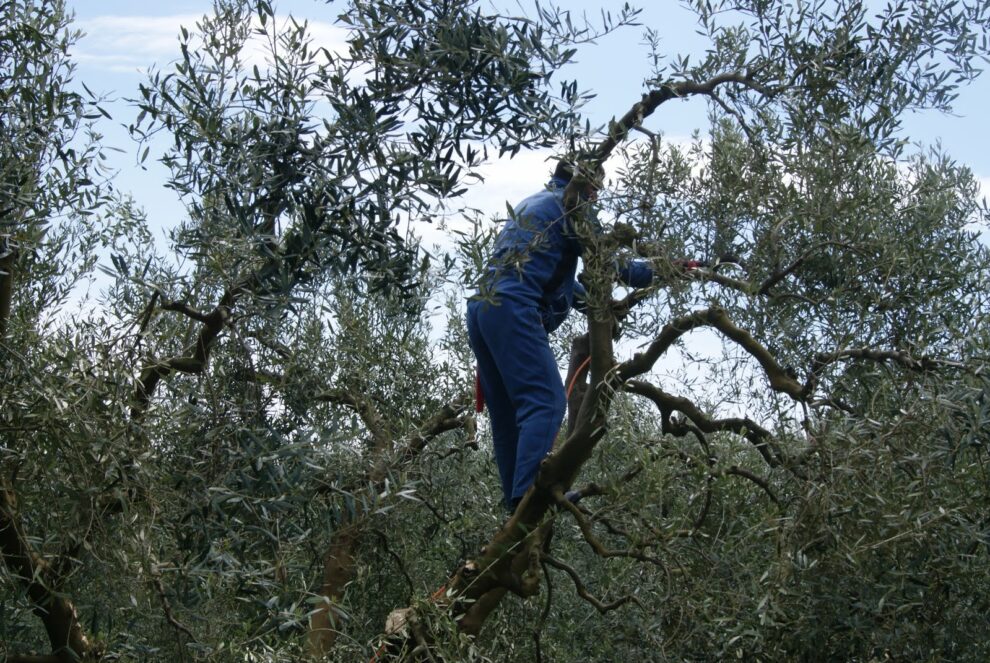 Εκπαιδευτική ημερίδα με τίτλο: Κλάδεμα- Θρέψη – Λίπανση της Ελιάς