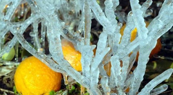 Πορίσματα ΕΛΓΑ για ζημιές  σε Αντικάλαμο και Σπερχογεία