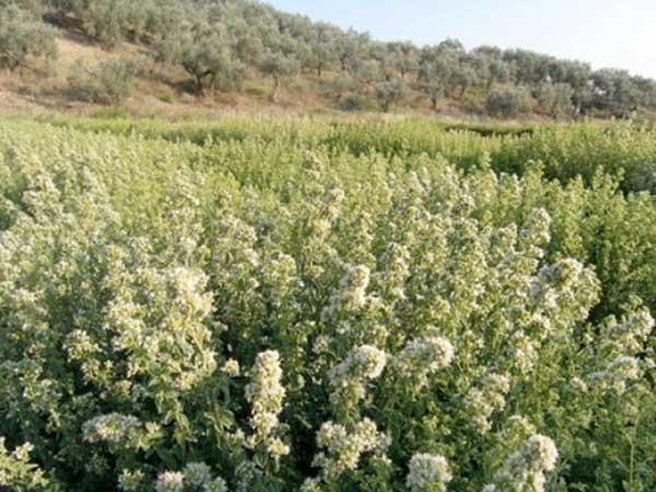 Οι περιορισμοί για τη συλλογή αρωματικών φυτών