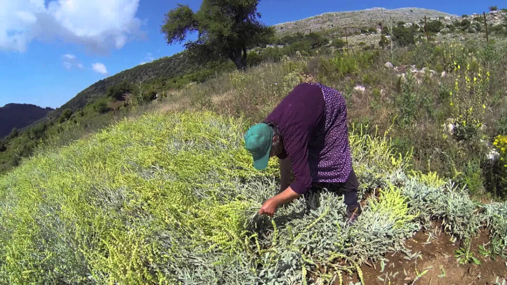 Οικολογική καταστροφή στον Ταΰγετο, «θερίζουν» τα αρωματικά φυτά