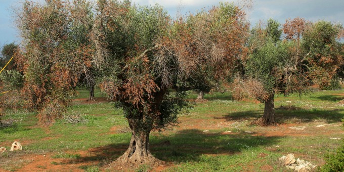 Κανένα κρούσμα Xylella fastidiosa