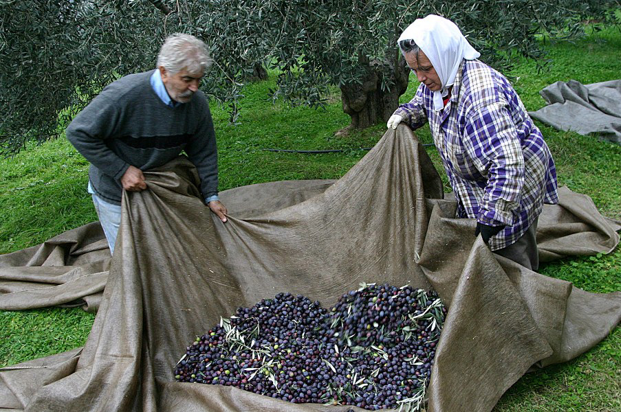 Να μαζέψει τα σπασμένα των τελευταίων ετών προσπαθεί φέτος το λάδι!