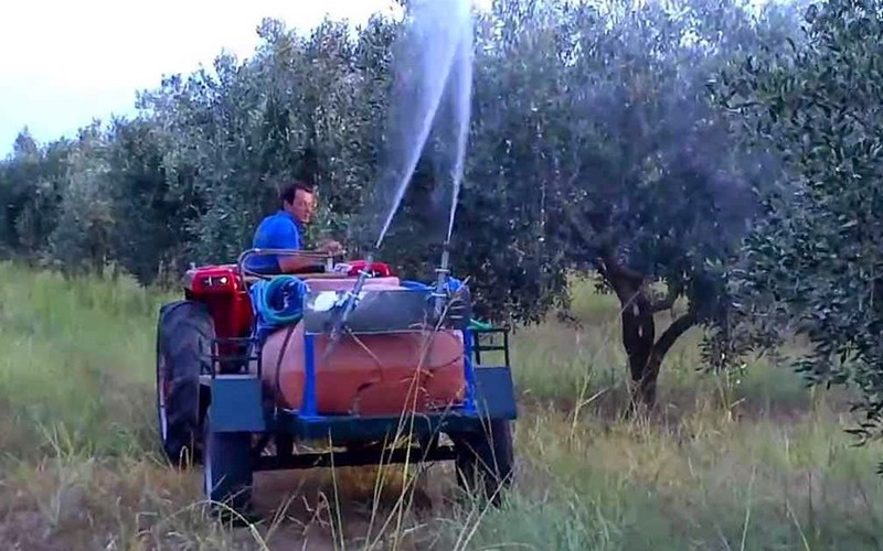 Λειψοί οι ψεκασμοί για δακοπροστασία στη Μεσσηνία