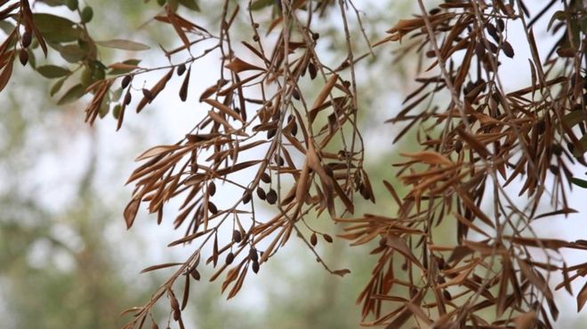 Επιτροπή σοφών κατά της Xylella συστήνει το διεθνές συμβούλιο ελαιοκομίας