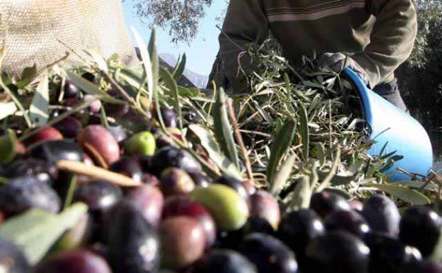 Χάθηκε… η μπάλα με το ΠΟΠ Ελιά Καλαμάτα