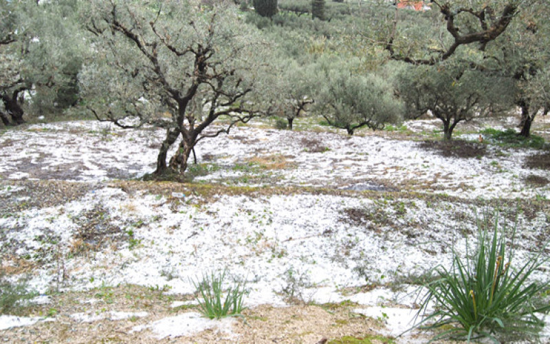 Το χαλάζι… ράβδισε τις ελιές