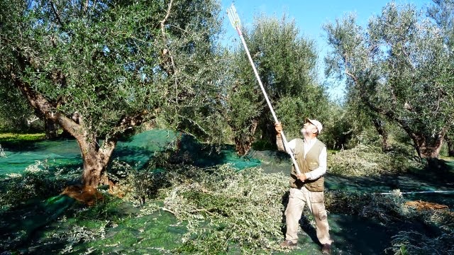 Ομαλή η εξέλιξη της ελαιοσυγκομιδής στη Μεσσηνία