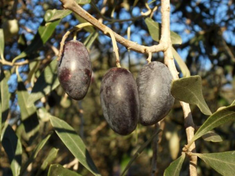 ΠΟΠ Ελιά Καλαμάτα: Βγάζουμε τα μάτια μας με τα ίδια μας τα χέρια…