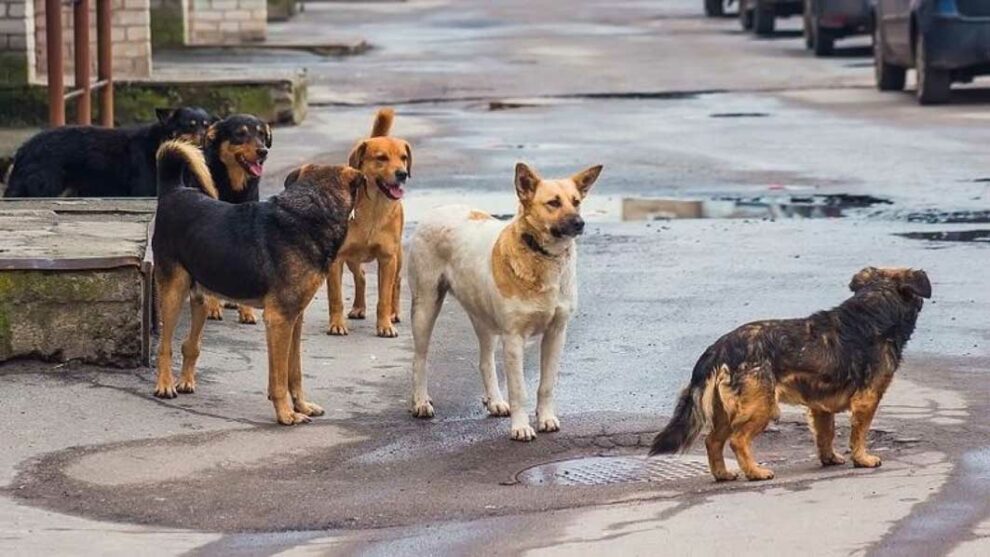 Αδέσποτα στη Μεσσήνη