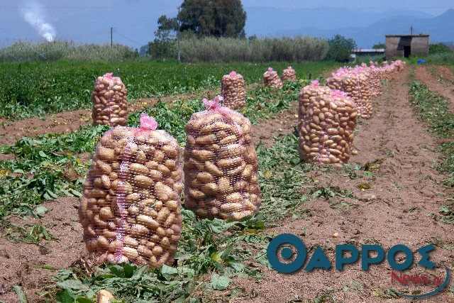 Οι μεγάλες εισαγωγές από την Αίγυπτο έδιωξαν κόσμο από την παραγωγή της πατάτας