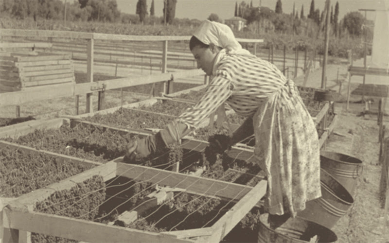 Εκδήλωση για τη μαυρομάτα, την κυρά των αμπελιών