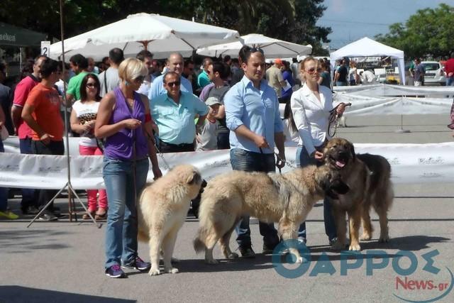 12η Πανελλήνια Έκθεση Μορφολογίας Σκύλων