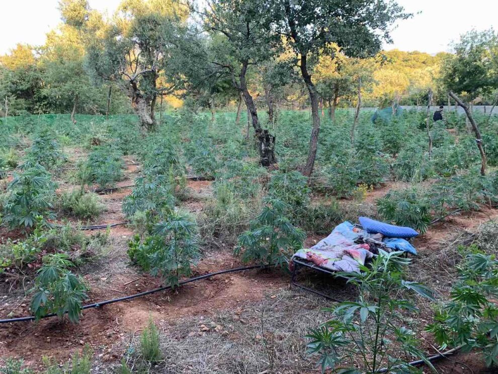 Συμπλοκή και τραυματισμός αστυνομικών σε χασισοφυτεία στον Ταΰγετο