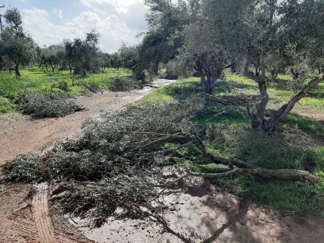 Μεγάλες ζημιές και ξεριζωμένα ελαιόδεντρα στους Δήμους Μεσσήνης & Πύλου – Νέστορος απ’ την κακοκαιρία