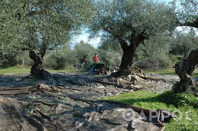 Τριφυλία: Κανένα τεστ σε εργάτες γης το Σ/Κ,  «άφαντοι» ΕΟΔΥ & Πολιτική Προστασία