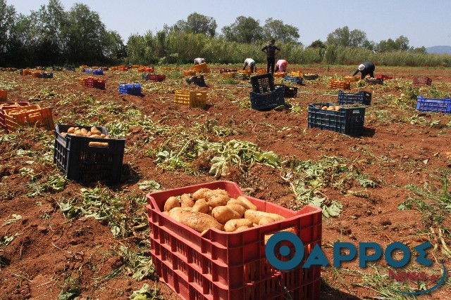 Οι εξαγωγές φρέναραν τη  μείωση της τιμής της πατάτας
