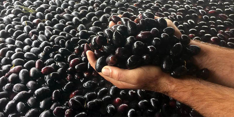 Υπουργείο Αγροτικής Ανάπτυξης: «Μόνο η ΠΟΠ Ελιά Καλαμάτας θα λέγεται Kalamata Olives»