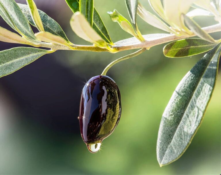 Ελιά: Το καθεστώς θερμικού στρες  εξαντλεί τις ελαιοπεριεκτικότητες