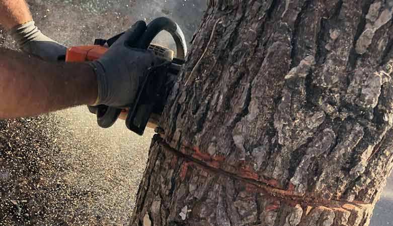 Με άδεια μικρής κλίμακας η κοπή  οπωροφόρων δέντρων σε εκτός σχεδίου περιοχές