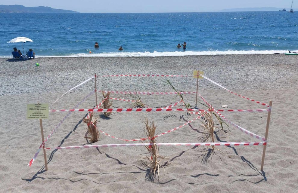 Μια ακόμα θαλάσσια χελώνα  γέννησε στην παραλία της Καλαμάτας – Οδηγίες από τον «ΑΡΧΕΛΩΝ»