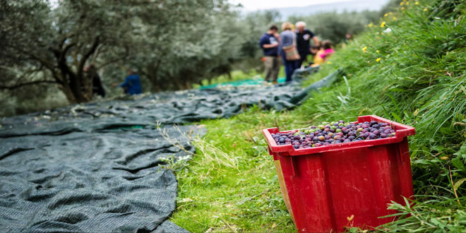 Τελειώνει η κρίση του ελαιολάδου,  αλλά θα μειωθούν οι τιμές;